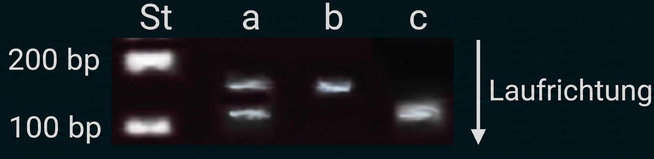 Elektrophoresegel mit DNA-Banden in den Spuren St, a, b und c sowie markierter Laufrichtung.